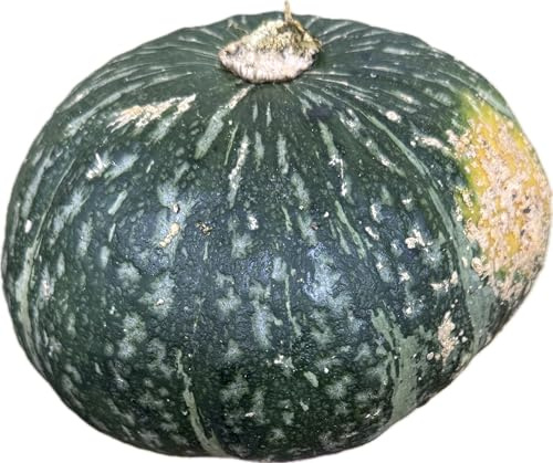 Fresh Whole Kabocha Squash – 2 lbs Approx, Japanese Pumpkin for Soups, Roasting, Tempura and More