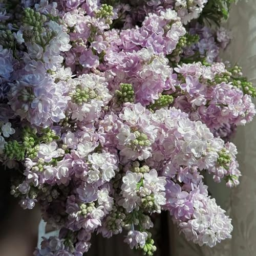 semi resistenti di lillà - decorazione balcone serra soggiorno biologici 350pcs