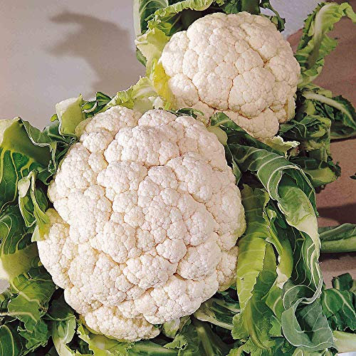 Suttons Cauliflower Seeds Snowball A, Vegetable Seed, Approx. 200 Seeds per Pack, Grow Your own, Ideal for Beds and Borders and Greenhouses