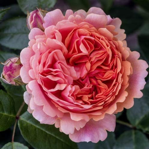 Nostalgische Edelrose 'Chippendale'®, dunkelorange, duftende Buschrose, wurzelnackt, winterhart, robust, mehrjährig, Qualität aus Müllers Baumschule, inkl. Pflanz- und Pflegeanleitung