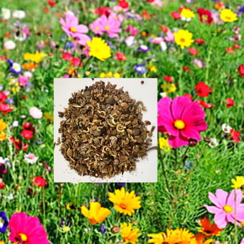 Dwarf Wild Flower Wildflower & Cornflower Seed Mix More Than 20 Colorful Flowers with NO Grass Seed NO FILLERS (20 to 60cm) Very Pure UK 100g