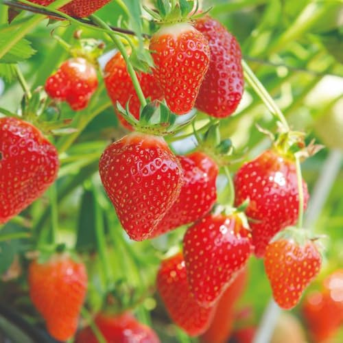 Strawberry ‘Flamenco’ Plants – Heavy Cropping Ever-Bearing Variety | Long Season from May to November | Sweet, Juicy Fruits | Ideal for Beds, Baskets - 1x 9cm Potted Plant by Thompson & Morgan