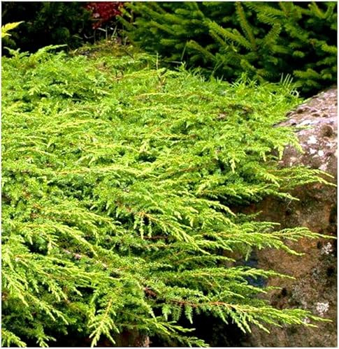 GrowOn Shrubs [x3] Dwarf Conifer Juniperus Communis 'Green Carpet' | Multi-Pack | Evergreen Shrubs | Outdoor Garden Ready Plants