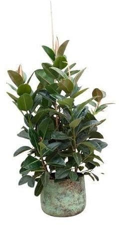 Ficus Robusta ramificata – 150 cm – Ø 38