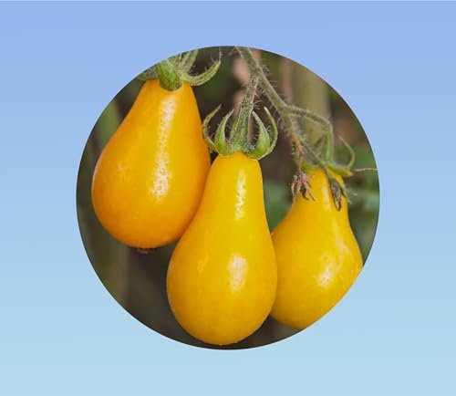 15 graines de tomate poire jaune -tomato solanum lycopersicum - yellow pearshaped