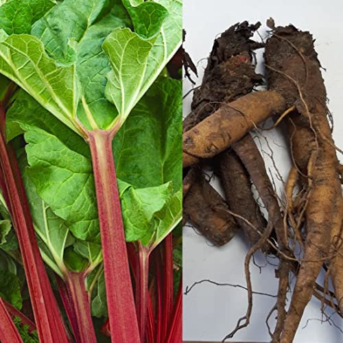 2 x Rhubarb Goliath Crowns - Ready to Plant - Rhubarb Plant Crown Perfect for The UK