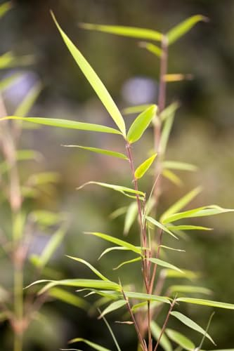 Fargesia robusta 'Campbell' 100-125 cm – Winterhart, Immergrün, Pflegeleicht – Schirmbambus – Heckenpflanze für Garten & Sichtschutz