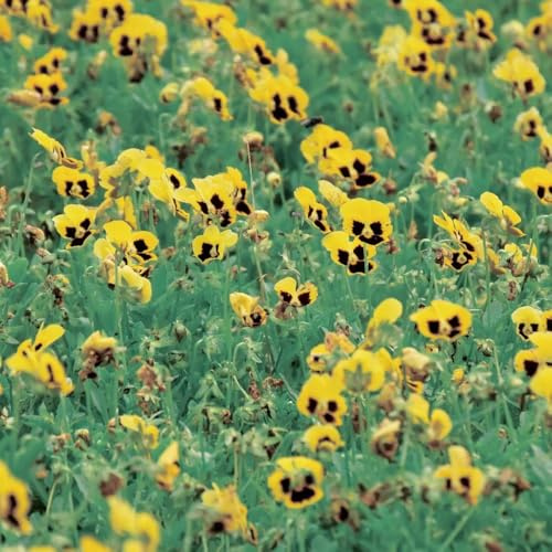 semi di viola del pensiero - perenni resistenti giardino decorazione 50pcs