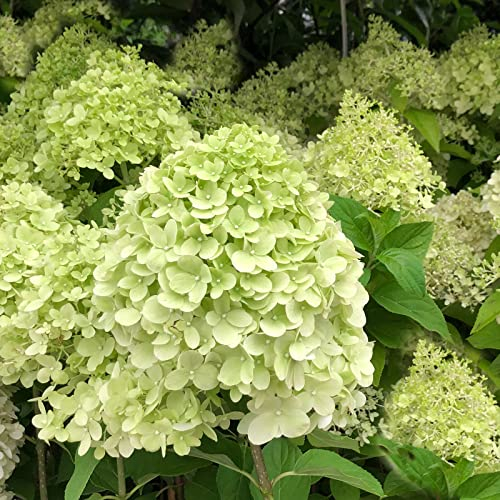 Hydrangea paniculata 'Limelight'/ Rispenhortensie Limelight