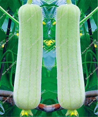 Balcony Bonsai White Loofah Seed Towel Gourd Seed Green Vegetable DIY Home Garden Household Ornamental seedss Can Edible 10 Pcs:Seeds