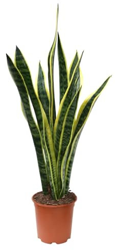 I GIARDINI DI GIULIA, Sansevieria Laurentii pianta vera Lingua di Suocera Vaso 18, h 65 cm., pianta che purifica l'aria