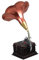 OUNONA Scatola ornamento del grammofono lettore CD disco grammofonico altoparlanti in vinile fonografo in vinile arredamento classico accessori per giradischi resina Brown