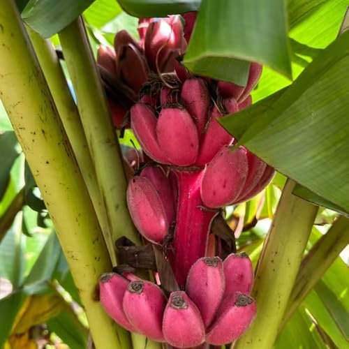 bananenpflanze samen - bananenbaum winterhart säulenobst bananenpflanze samen hochbeete für garten balkon deko obst samen bäume garten winterhart kübelpflanzen winterhart mehrjährig 15pcs