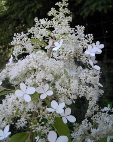 Rispenhortensie Brussels Lace - Hydrangea paniculata Brussels Lace