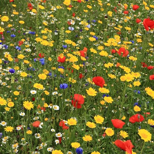 GardenersDream - 100% Wildflowers Seeds Mix - Meadow Flower Seed Mix with Premium Bee Friendly Wild Flowers Seeds for UK Climate - 20+ Varieties Attract Bees & Butterflies (50g) - Covers Up to 25M2