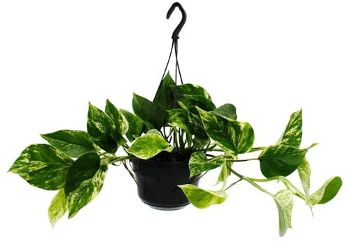 Zimmerpflanze zum Hängen - Marmorierte Efeutute - Epipremnum Marble Queen - Scindapsus - 15cm Ampeltopf