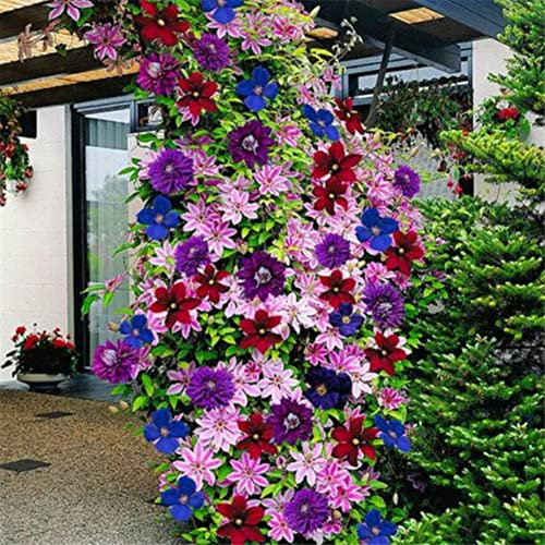 Haloppe 50 Unids Clematis Flores Semillas de Plantas para la Plantación de Jardín en Casa, Colores Mezclados Hermosas Clematis Semillas de Flores Jardín de Casa Plantas Trepadoras