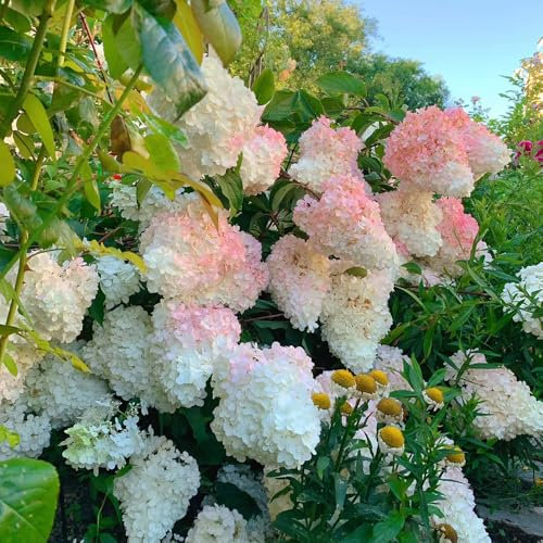 rispenhortensien winterhart pflanze samen - hortensien samen, gartendeko für draußen, balkonpflanzen rispenhortensie winterhart samen, wiesensaatgut, garten geschenk, schattenpflanzen 60pcs