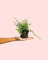 Ficus Pumila White | Mini Planta Natural | Pur Plant