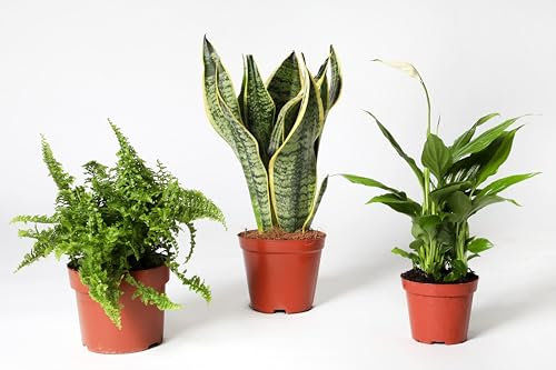 Mix Plant Indoor- PAck 3 plantes d'intérieur naturelles (P-7:Sanseviera + Spathiphyllum + Fougère)