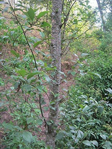 20 Semi di E3140 Nepalerle (Alnus Nepalensis)