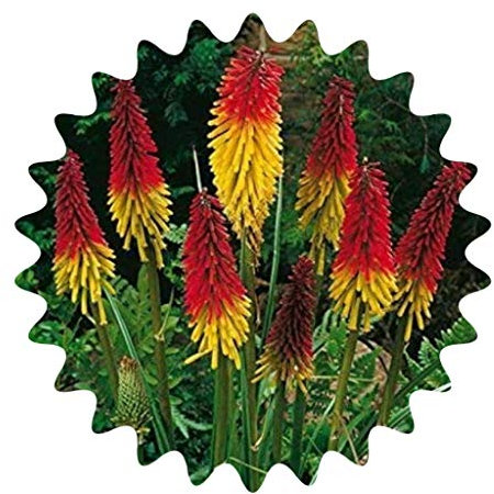 Semi di giglio di torcia / 30 pezzi/Kniphofia uvaria/fiori di rucola/perenni/vistose candele di fiori