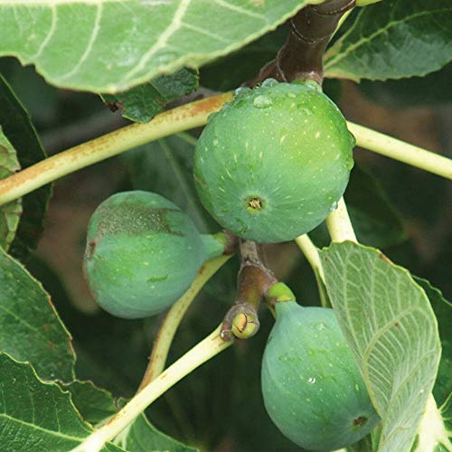 Fig Garden Hardy Fruit Pot Tree 1 x 4.5 Litre Fig Standard Tree by Thompson and Morgan