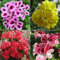 PERZOE 50 Unids Semillas Mixtas De Geranio, Planta De Flor De Jardín De Balcón De Pelargonium Hortorum