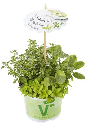 Jardinière Trio « Barbecue Gold Mix », sauge, thym, origan – Plante à herbes dans un pot de 12 cm, de qualité jardinier de fleurs Eber – 13 cm