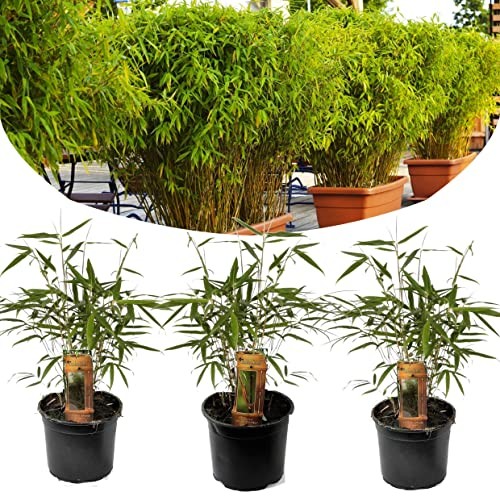 Plant in a Box - Fargesia Rufa - Set de 3 - Bambou des neiges - Arbuste exterieur - Persistant - Vert - Pot 13cm - Hauteur 25-40cm