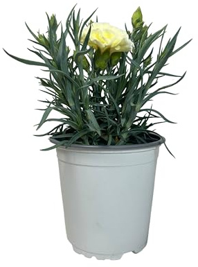 MUNTRADE Clavel Carnelia Planta Natural de Exterior - Maceta de 12 cm - Claveles Blancos en macetas para Jardín