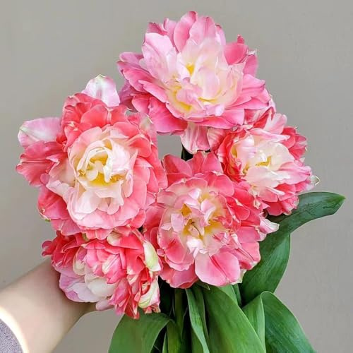 bulbos de tulipán son perennes resistentes, de exóticas Bulbos en primavera, jardin jardín bulbo 16pcs