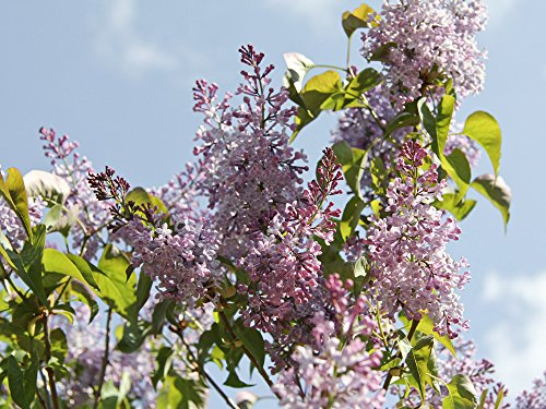 Edelflieder 'Michel Buchner' - Syringa vulgaris Michel Buchner - Containerware 40-60 cm - Garten von Ehren®