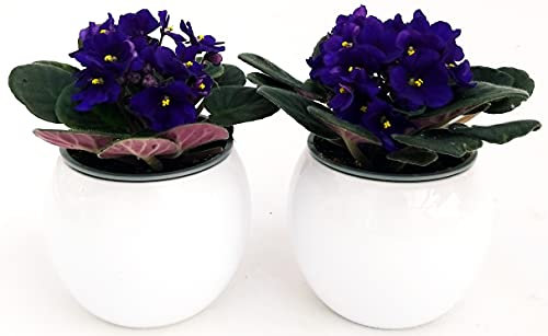 POWERS TO FLOWERS - SAINTPAULIA BLU, 2 PIANTE VASO CERAMICA SFERICO BIANCO, VIOLETTA AFRICANA, pianta vera
