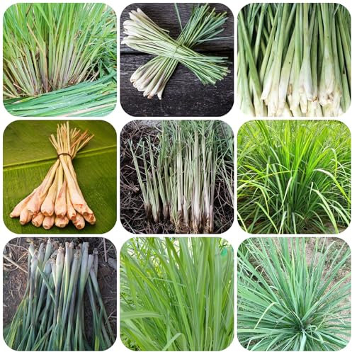 planta de limoncillo - semillas semillas de hierba limón plantas decorativas planta balcón plantas jardín macetas jardín interior para los amantes la jardinería verdes comprar 300pcs