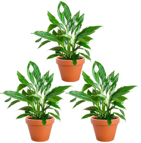 Einblatt | 3er-Set | Spathiphyllum | ca. 40-50 cm | ø 12-15 cm Topf | Pflegeleichte Zimmerpflanzen für Wohnung und Büro | Qualität vom Pflanzen Profi | Ideale Raumbegrünung