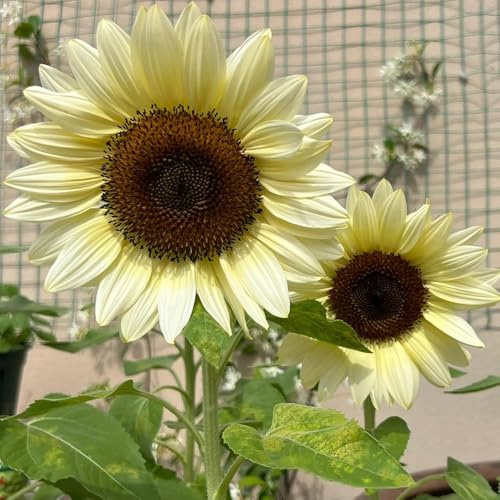 semillas de girasol semillas de perennes oficina silvestres perennes resistentes primavera verano balcón parterre girasoles invernaderos balcón 250pcs