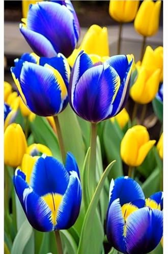 Bulbi di Tulipano | Eleganti,Delicati, Nobili, Sereni,Vivaci,Romantici, Freschi-6 bulbi-H
