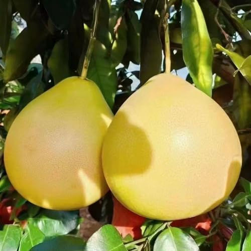 50 Pcs Pomelo Samen, Citrus Maxima, Obstbäume, Winterharte Pflanzen Für Garten, Pomelo Frucht Samen - Baum Deko Obst, Nachhaltige Geschenke, Obstsamen, Winterfeste Pflanzen Für Balkon,