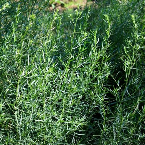semi di dragoncello biologici - invernali, aiuole rialzate, giardino 600pcs