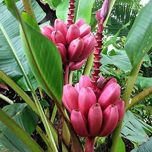 Musa Velutina, The Hairy Banana or Pink Banana, 10 Seeds Patio Plant