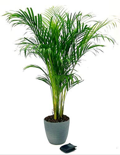 POWERS TO FLOWERS - ARECA, PALMA DI ARECA IN VASO CERAMICA ANTRACITE A RIGHE altezza 120cm, pianta vera