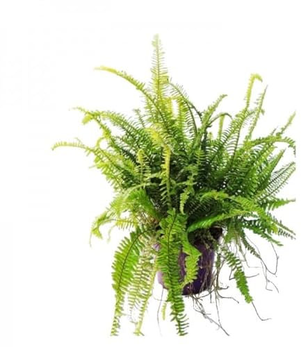 DECOALIVE Helecho Natural de Interior Planta Verde Purificadora del Aire Helecho Rizado