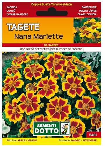 Sicignano | Semi Tagete Nana Mariette, Pianta Annuale Ornamentale con Fiori Duraturi, Busta Extra - 2 Confezioni da 1.4g, Numerosi Fiori Lunga Durata, Pianta da Vaso