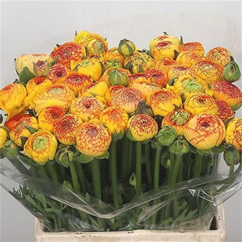 Ranunculus bulboso/4ietà di Colori/Arbusti ornamentali a crescita stagionale-20bulbi: La confezione contiene semi