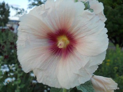 40 graines trémière: assortiment rose