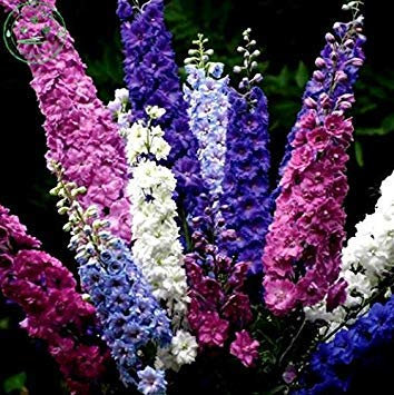 Semilla de maceta Seme di Fiore Blu Delphinium Viola Delphinium Delphinium Semi di Fiore/Duraturi perenni 100 Pezzi E48 Misto