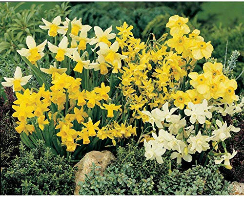 Mixed Dwarf Daffodil Bulbs Hardy Flowering Garden Plants for Borders or Rockeries 100 Narcissus 'Miniature Mixed' Bulbs by Thompson and Morgan