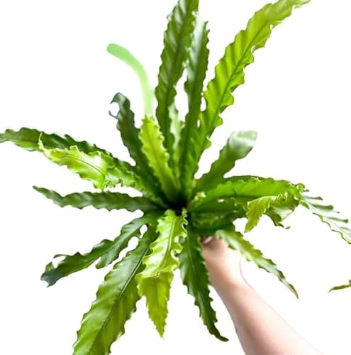 Asplenium Nido de Ave Natural Helecho Exótico para Decoración de Interior