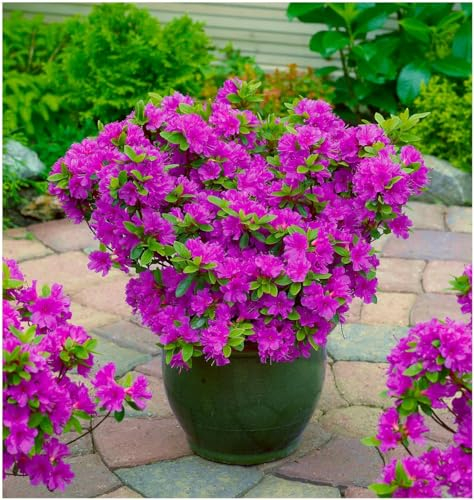 GrowOn Shrubs Dwarf Japanese Azalea Japonica 'Geisha Lilac' | Evergreen Shrub | Outdoor Garden Ready Plant | Spring Flowering | Lilac Flowers